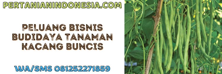peluang,bisnis,agrobisnis,agribisnis,budidaya